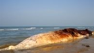 

علت مرگ نهنگ‌ها در سواحل خلیج فارس
