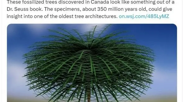 کشف فسیل درخت ۳۵۰ میلیون ساله در کانادا