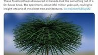 کشف فسیل درخت ۳۵۰ میلیون ساله در کانادا