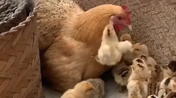 جوجه شیطون از سر و کول مادرش بالا رفت + فیلم