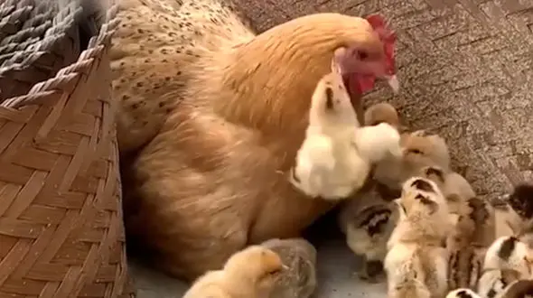 جوجه شیطون از سر و کول مادرش بالا رفت + فیلم