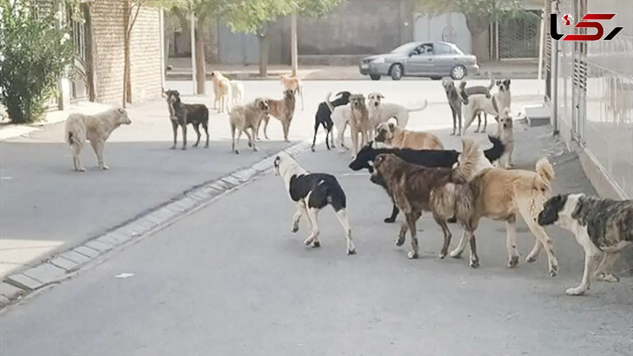 درمان 406 مورد حیوان گزیدگی در آبادان