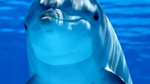 ازدلفین دریای سیاه تا گردو شکستن کلاغ