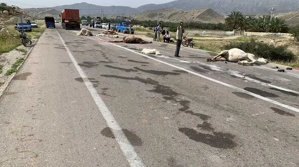 عکس های وحشتناک از لت و پار شدن شترها در تصادف با تریلی