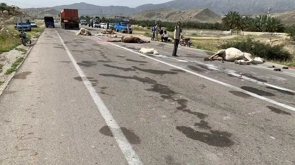 عکس های وحشتناک از لت و پار شدن شترها در تصادف با تریلی