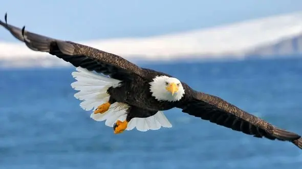 لحظه دلهره‌ آور حمله عقاب سرسفید به دختر بچه و ناکامی آن + فیلم