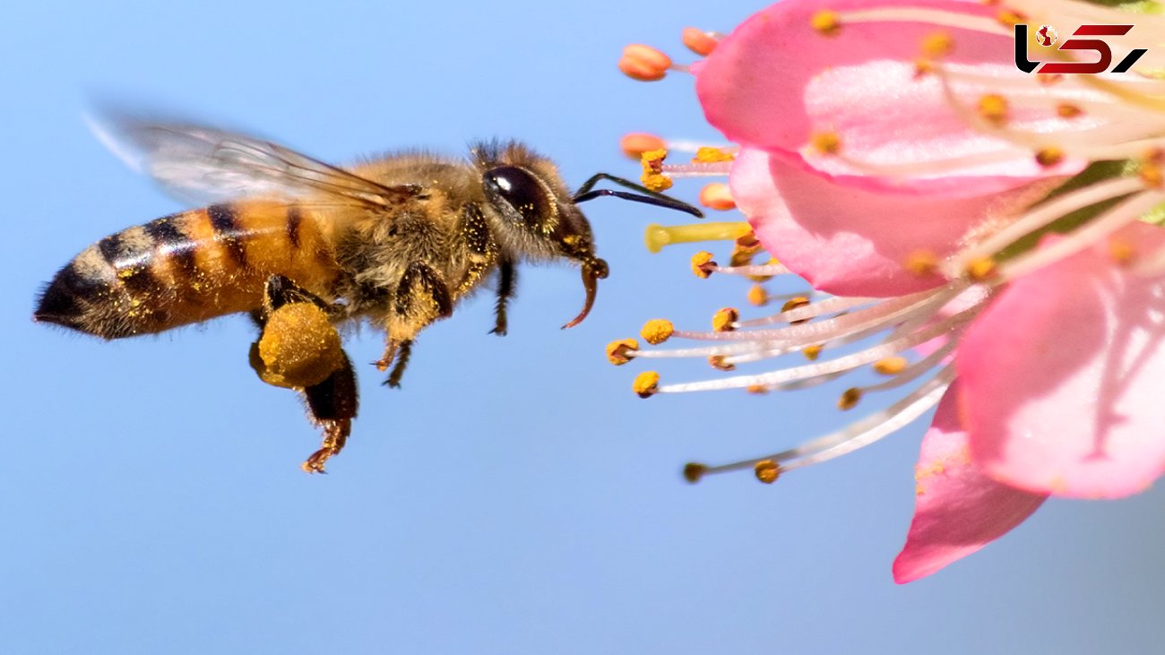 ثبت ۴۰ هزار کلنی زنبور عسل در تفت