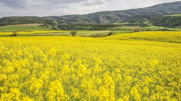 رشد ۲۰ درصدی خرید کلزا و کاملینا از کشاورزان لرستانی