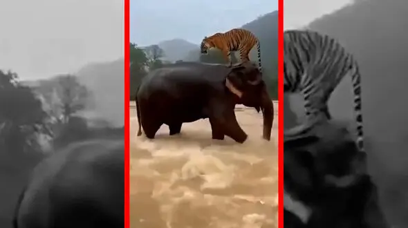 فیلم لحظه نادر نجات ببر توسط فیل در سیل اندونزی