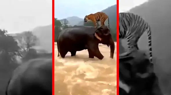 فیلم لحظه نادر نجات ببر توسط فیل در سیل اندونزی