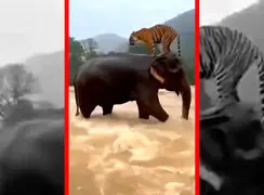 فیلم لحظه نادر نجات ببر توسط فیل در سیل اندونزی