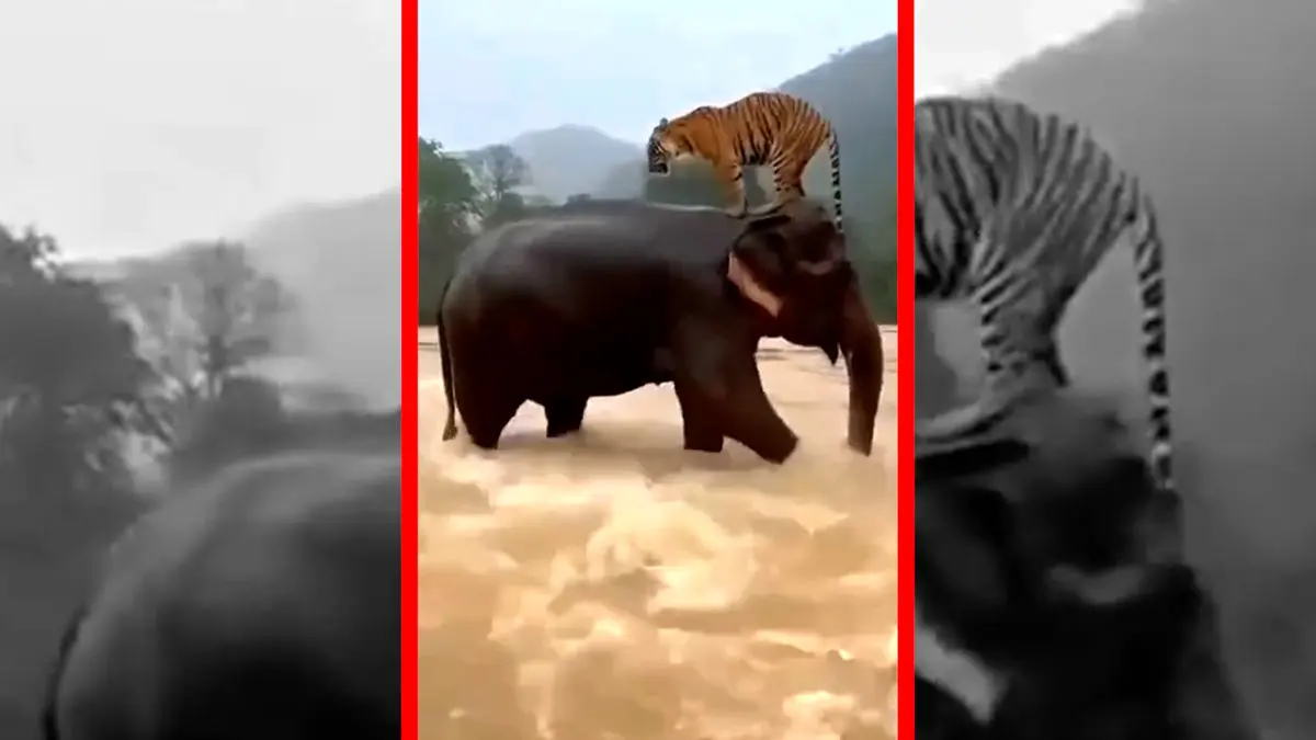 فیلم لحظه نادر نجات ببر توسط فیل در سیل اندونزی