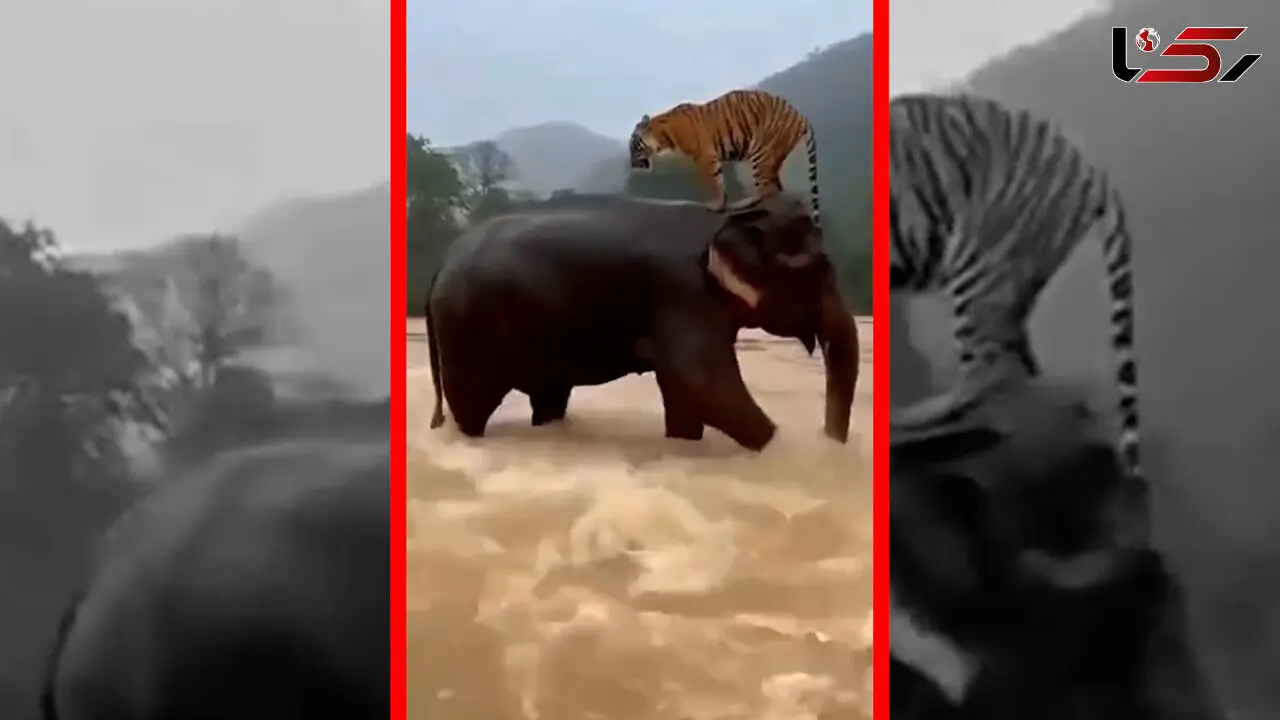 فیلم لحظه نادر نجات ببر توسط فیل در سیل اندونزی