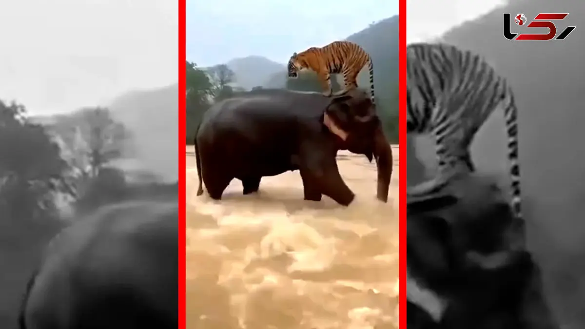 فیلم لحظه نادر نجات ببر توسط فیل در سیل اندونزی