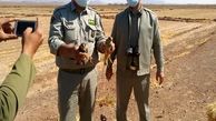 2  بهله پرنده شکاری در ساوه کشف و ضبط شد
