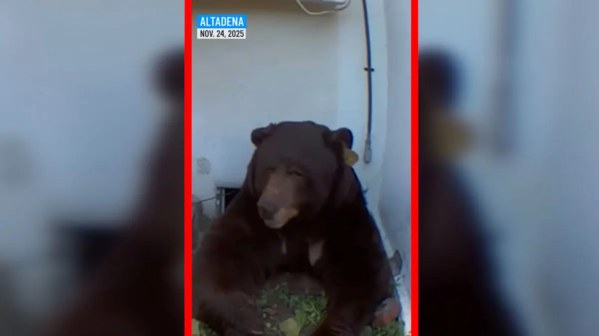 فیلم وحشت ساکنان از خرس در زیر خانه