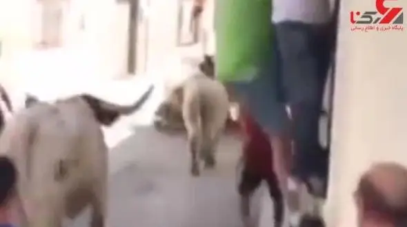 فیلم دردناک حمله گاوه خشمگین به جوان در حال فرار
