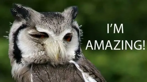 پرنده ای که هم نماد ذکاوت است هم جادو و اهریمن 