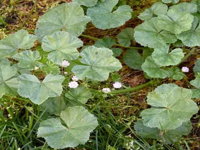 پنیرک چیست؟ / پاسخ به پرسش های مخاطبان 