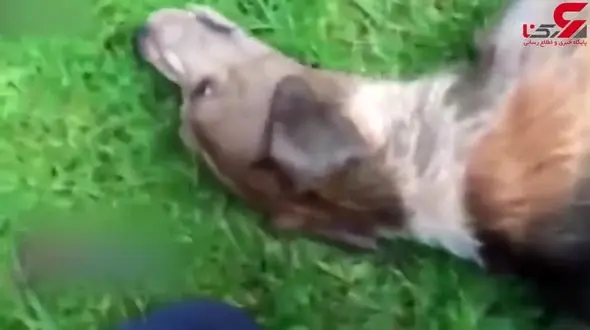 تشنج سگ حین شکار گوزن + فیلم