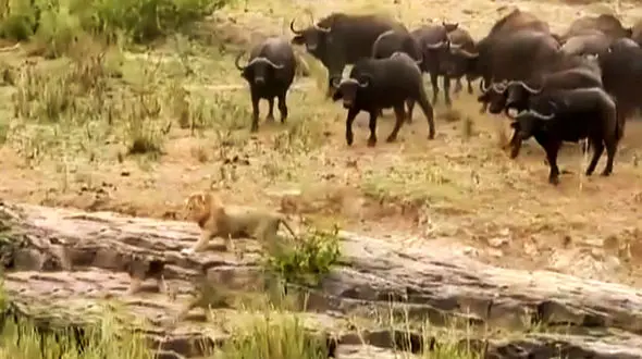 فرار کردن شیرها پس از اتحاد بوفالوها + فیلم 