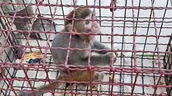 ۱۴ قلاده میمون در پایانه مسافربری بیرجند کشف شد