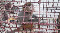 ۱۴ قلاده میمون در پایانه مسافربری بیرجند کشف شد