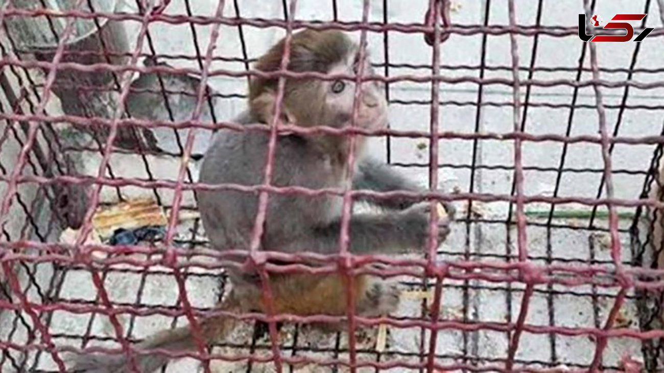 ۱۴ قلاده میمون در پایانه مسافربری بیرجند کشف شد