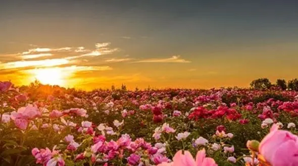 آغوش سبز طبیعت / آرامشی به رنگ بهشت