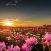 آغوش سبز طبیعت / آرامشی به رنگ بهشت