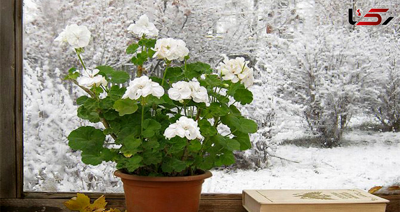 راهکارهای نگهداری از گل های آپارتمانی در هوای سرد