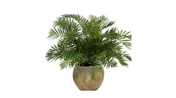 گیاهان سلامت بخش در اتاق خواب