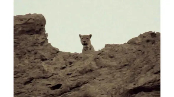 تصویر یک قلاده پلنگ در توران شاهرود+عکس