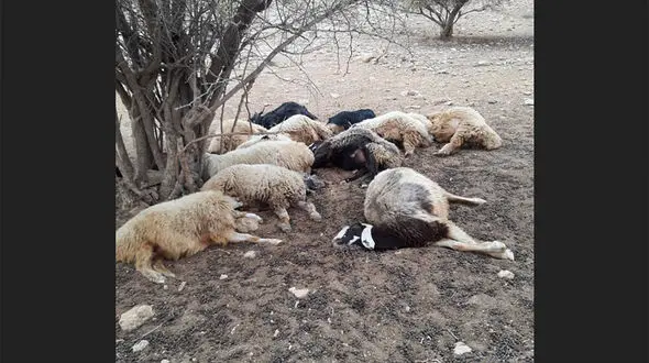 صاعقه 17 گوسفند را تلف کرد / در  چاراویماق  رخ داد