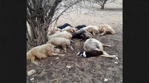 صاعقه 17 گوسفند را تلف کرد / در  چاراویماق  رخ داد
