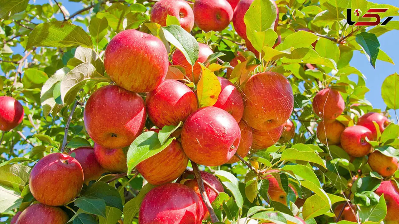 این غذاهای پرفیبر قند خون تان را متعادل می سازد