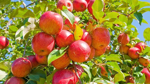 این غذاهای پرفیبر قند خون تان را متعادل می سازد