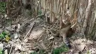 نجات گربه جنگلی از تله سیمی در کوچصفهان