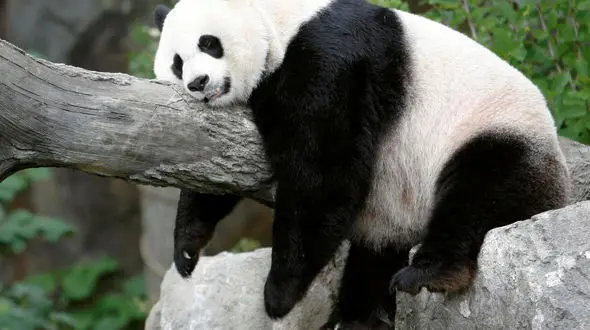 از تنبلی در پاندا ها تا زیبایی ببر ها