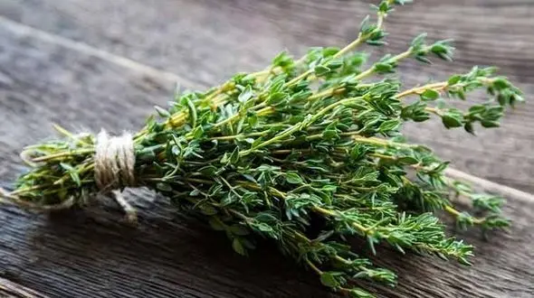 درمان هزار و یک بیماری به این گیاه خوشبو