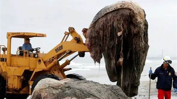 تصاویر مخوف ترین موجود جهان+ جزییات
