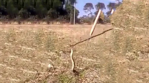 مردی با دندان سر مار را کند و خورد