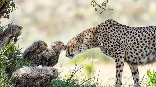 زندگی خانوادگی این یوزپلنگ ها سرشار از آرامش است + عکس