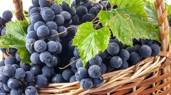 کنترل دیابت با انگور سیاه/خواص باورنکردنی انگور سیاه را بخوانید