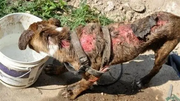 این موتور سوار را می شناسید؟! / او در آذربایجان غربی سگی را شکنجه داد! + فیلم 