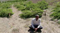 عاملان قتل عام درختان در سنندج را می شناسید؟! / پلیس را کمک کنید + فیلم تلخ