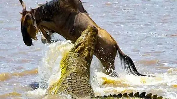 حمله کروکودیل گرسنه به گوزن یالدار + فیلم 