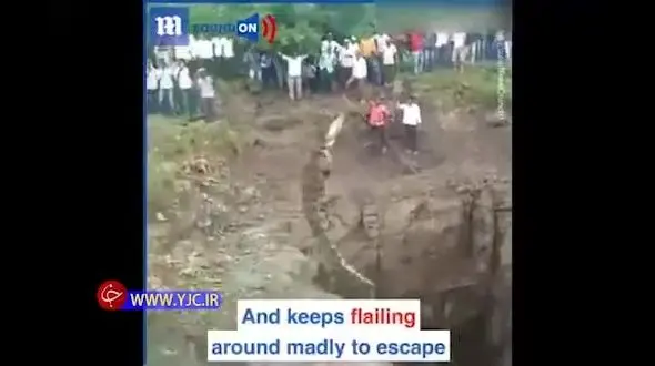 نجات کروکودیل ۳ متری توسط یک مرد + فیلم