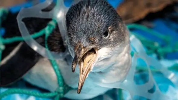 کبوتر اسیر در بین زباله ها + فیلم