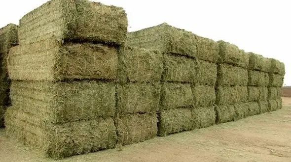 ایران به کویت《 کاه》 صادر کرد!